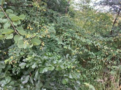 Aeschynomene mimosifolia