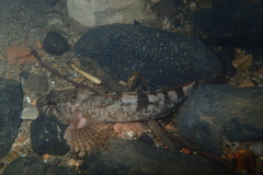 Cottus duranii