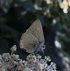 Satyrium sylvinus dryope
