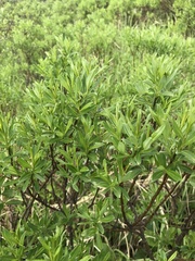 Salix argyrocarpa