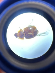 Stelidota geminata