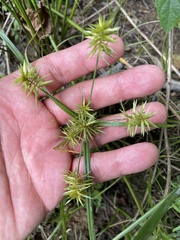 Cyperus strigosus