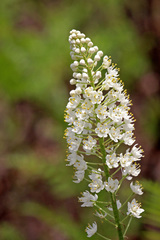 Stenanthium densum