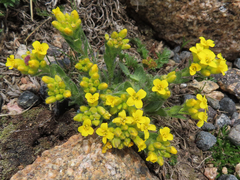 Draba streptocarpa