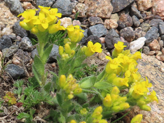Draba streptocarpa