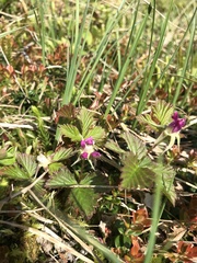 Rubus arcticus