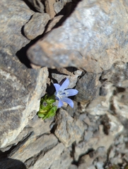 Campanula cenisia