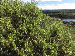 Salix argyrocarpa