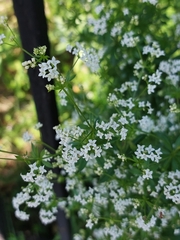 Galium rivale