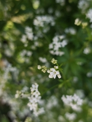 Galium rivale