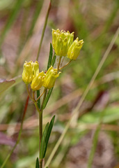 Asclepias pedicellata