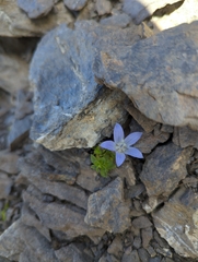Campanula cenisia