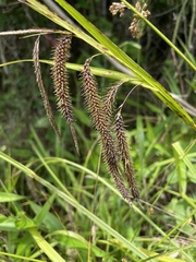 Carex crinita