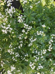 Galium rivale