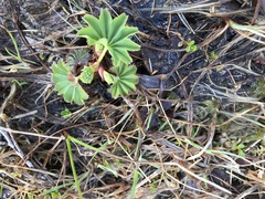 Alchemilla glomerulans