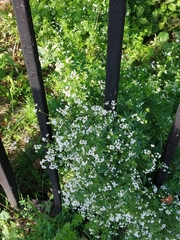 Galium rivale