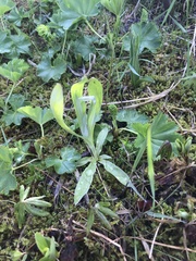 Alchemilla glomerulans