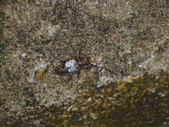 Pogonocherus hispidulus