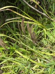 Carex crinita