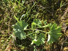 Alchemilla glomerulans