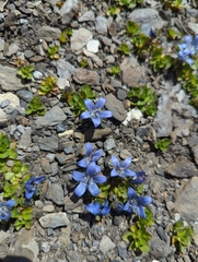 Campanula cenisia