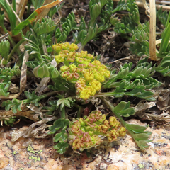 Oreoxis alpina