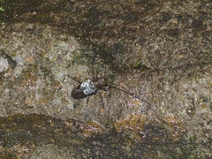 Pogonocherus hispidulus