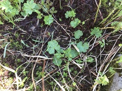 Alchemilla glomerulans