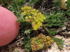 Oreoxis alpina