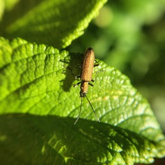 Chrysanthia geniculata