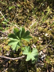 Alchemilla glomerulans
