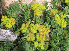Oreoxis alpina