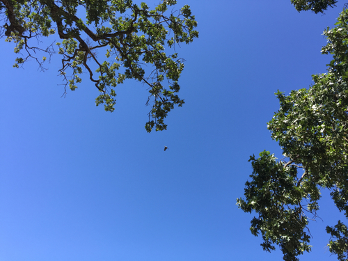 iNaturalist observation photo of Great Blue Heron