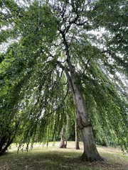 Fagus sylvatica