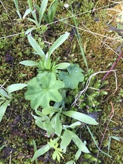 Alchemilla glomerulans
