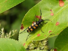 Leptura quadrifasciata