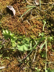 Alchemilla glomerulans