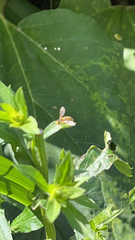 Toxomerus marginatus