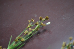 Cladium mariscoides