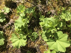 Alchemilla glomerulans