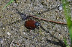 Melolontha pectoralis