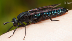 Stratiomydas bitaeniatus