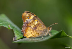 Pararge aegeria