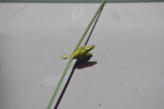 Schoenoplectus torreyi