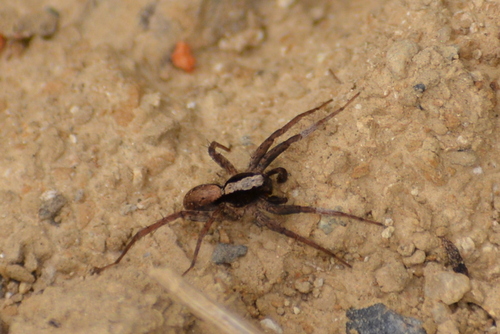 strehúnik svetlinový (Xerolycosa nemoralis)