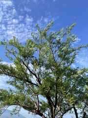 Bursera morelensis