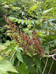 Rhus glabra