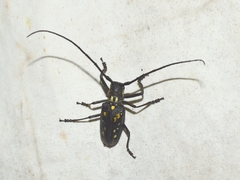 Batocera lineolata