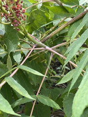 Rhus glabra