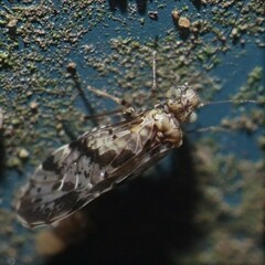 Trichadenotecnum quaesitum